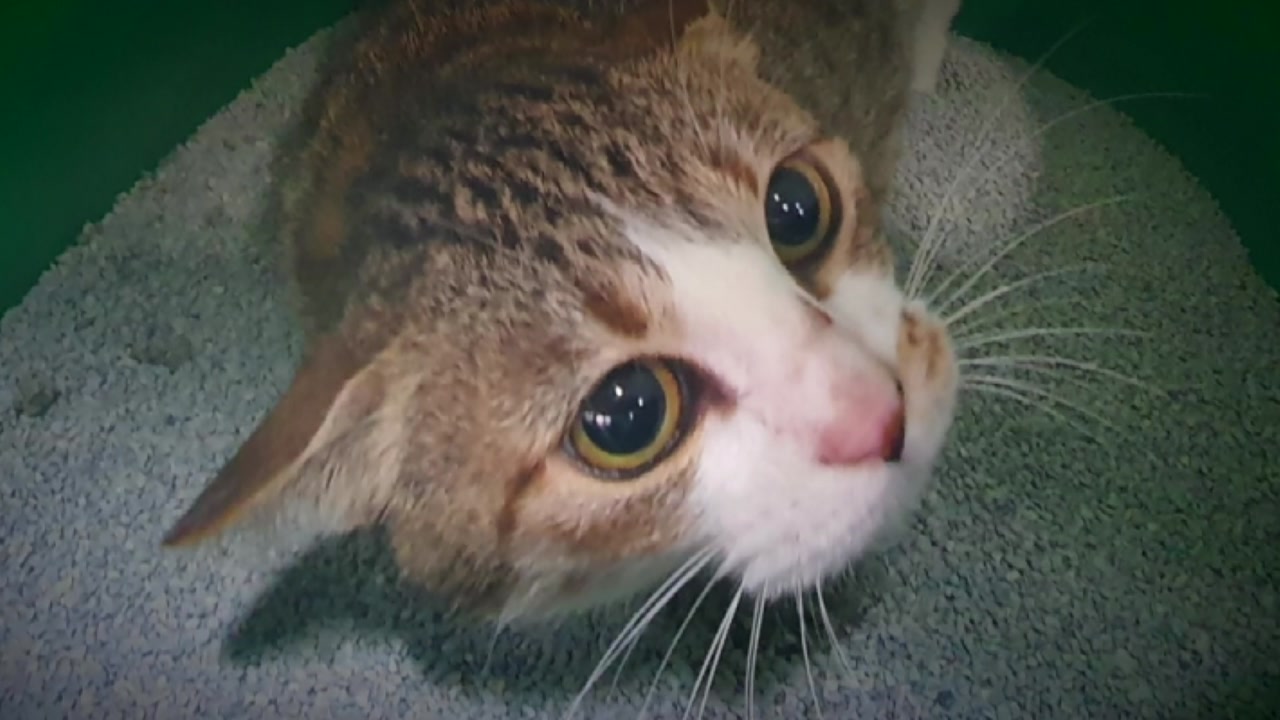 [전국]Cat corona infection… first confirmed companion animal in Seoul