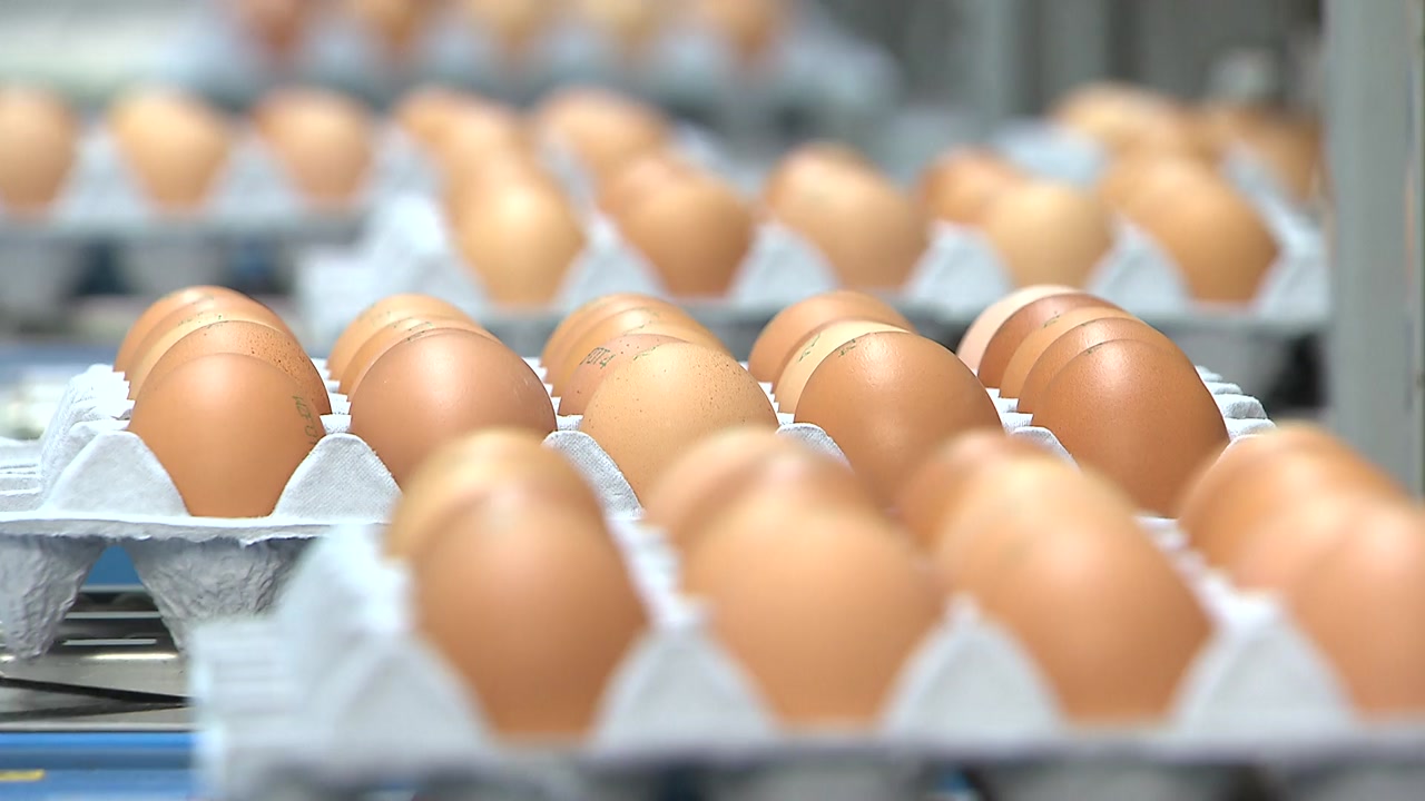 [경제]AI 침몰 처리 범위 1km로 감소 … 계란 가격은 계속 상승 할 것
