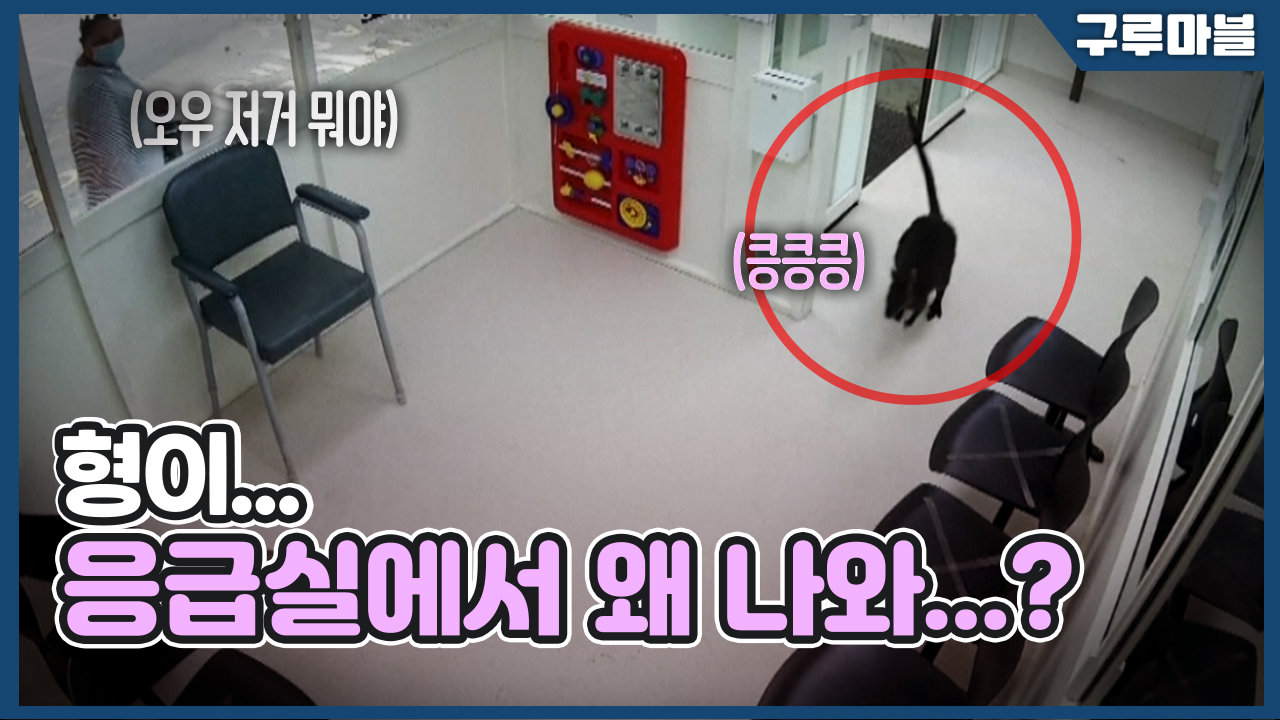 [구루마블] 형이, 응급실에서 왜 나와...?