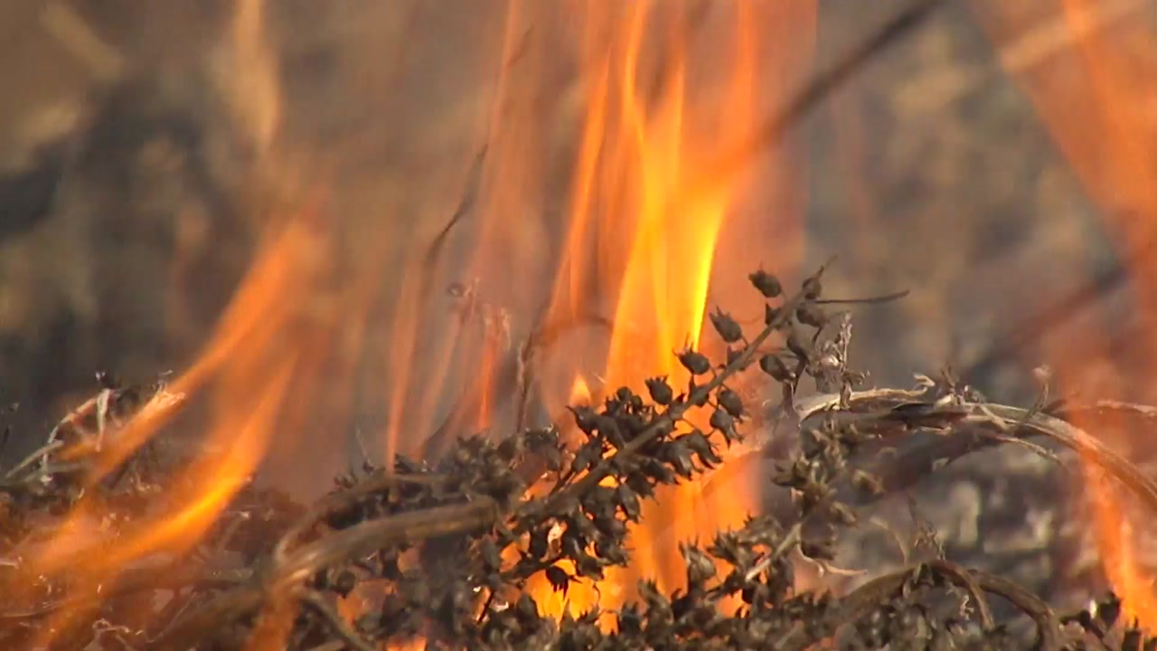 [전국]Intensive crackdown on burning rice paddy and field heads…How to deal with wildfires?