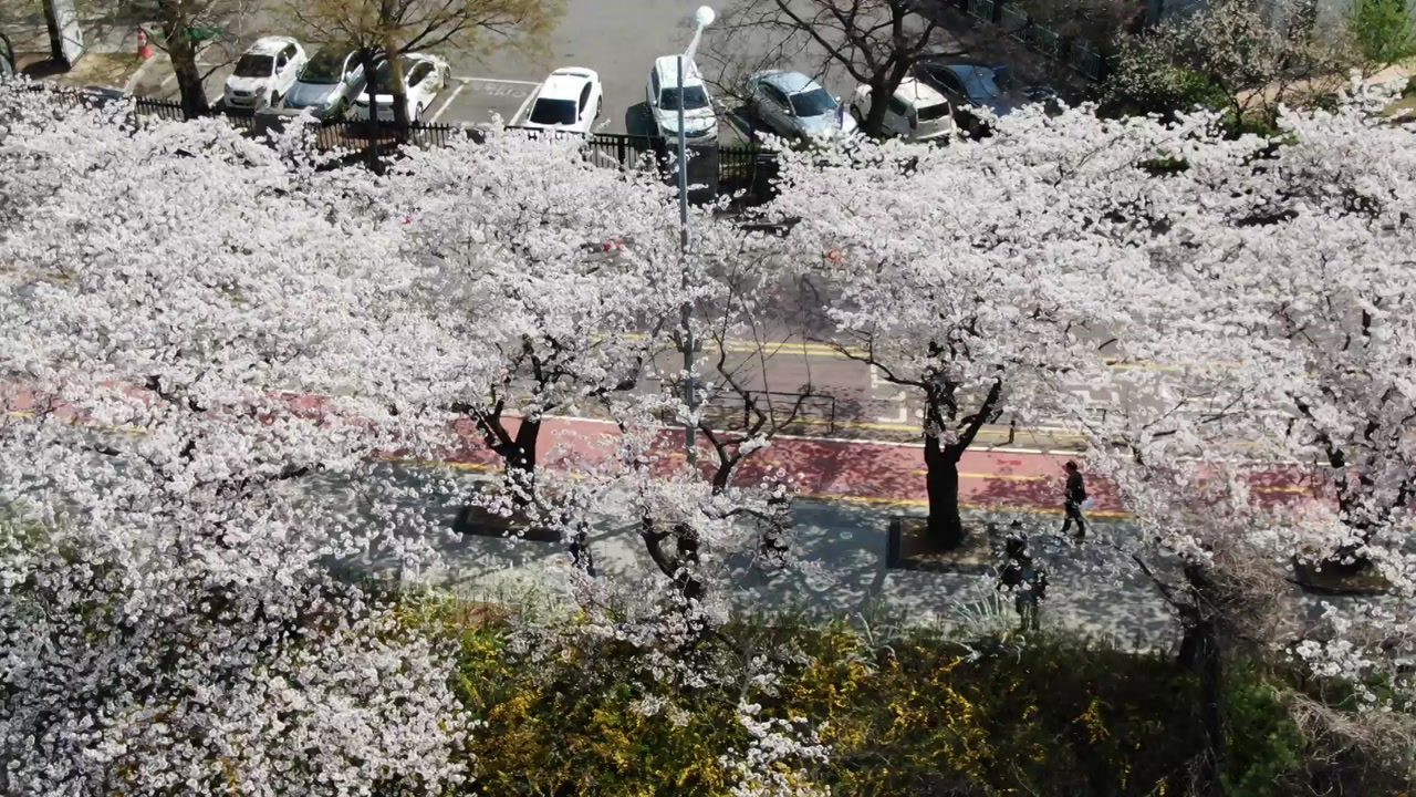 [기상센터]올해 초 벚꽃도 피고 … 4 월 9 일 서울에서 만개
