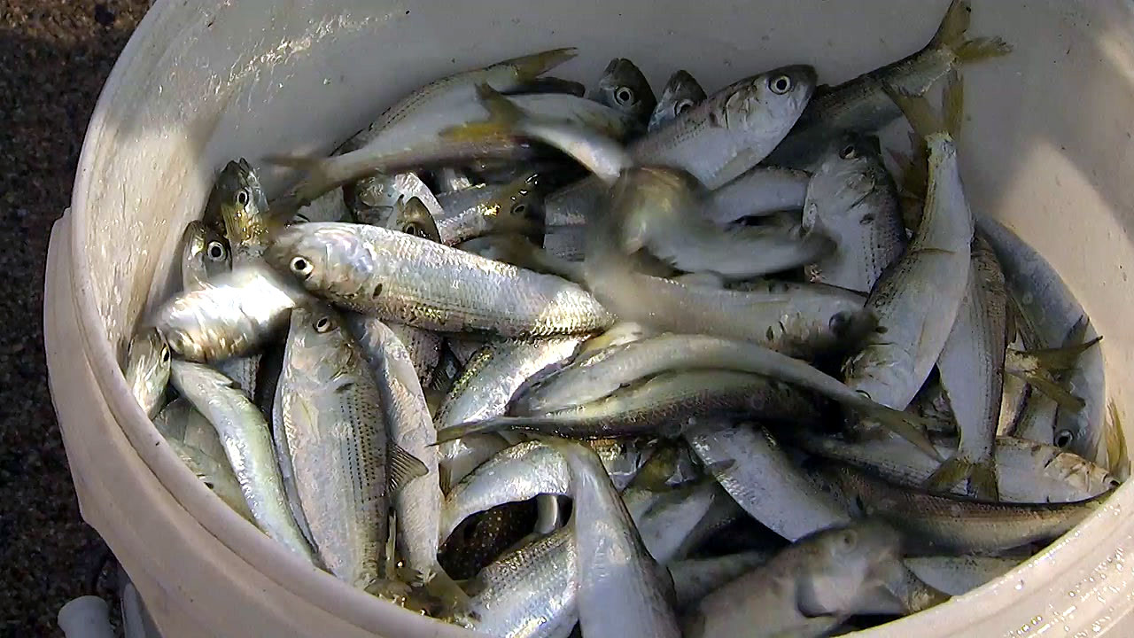[전국]’물 반반, 생선 반반’… 한 번에 수백 마리