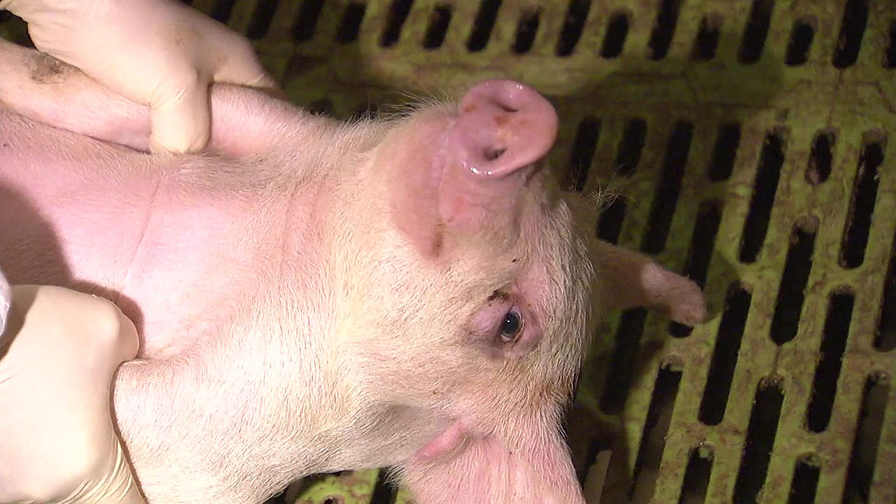 [전국][농업벤처]  Pigs also receive health checkups…Livestock health care