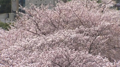 제주서 벌써 벚꽃 폈다…평년보다 8일 빨라