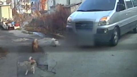 도로에 개 있어도 그대로 달린 승합차…"경찰 고발"