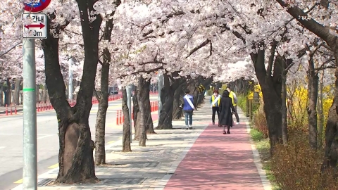 올해도 여의도 봄꽃길 통제...추첨 당첨자만 관람 가능