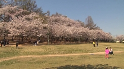 [날씨] 한식·식목일, 낮 동안 포근...맑고 공기 깨끗