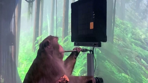 뇌에 컴퓨터 칩 심은 원숭이, 생각만으로 비디오 게임