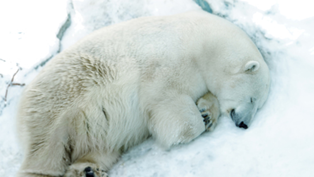 러시아 동물원 북극곰, 관람객이 던진 공 삼켜 사망