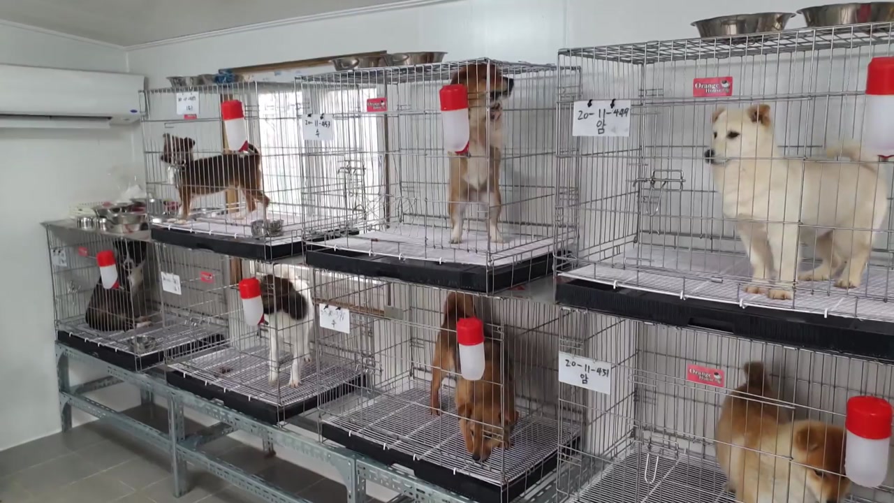 늘어나는 유기동물...'인식 개선'이 우선