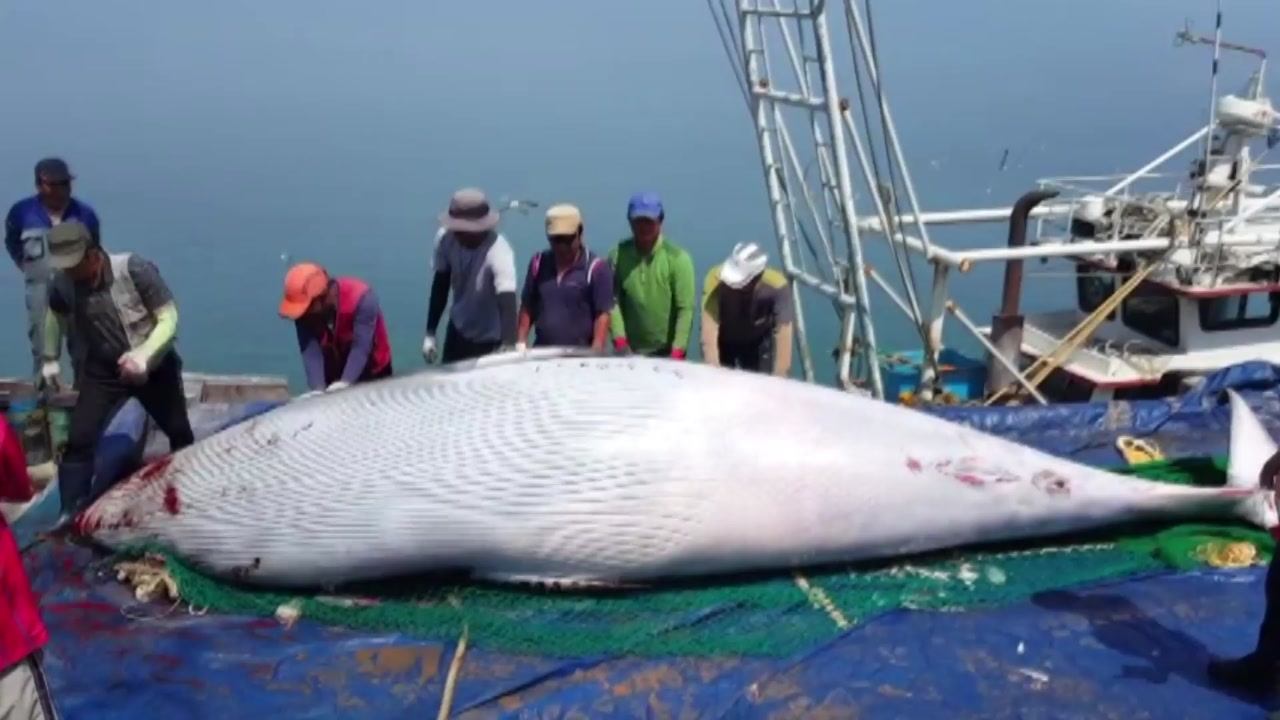'바다의 로또는 옛말' 그물에 걸린 고래 판매 금지