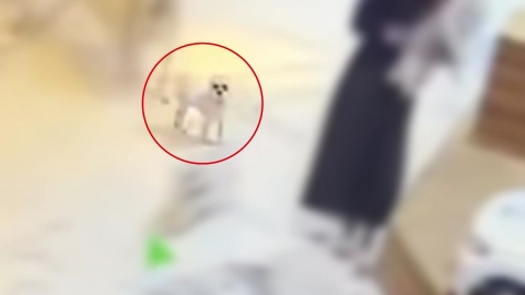 애견카페서 죽은 반려견..법으로는 '물건'