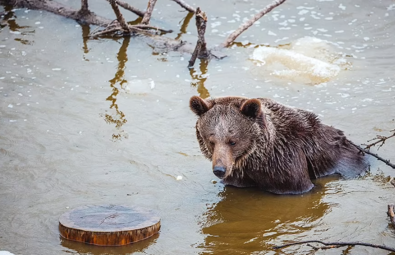 학대받던 서커스 곰, 스위스 자연보호구역서 지낼 수 있게 돼