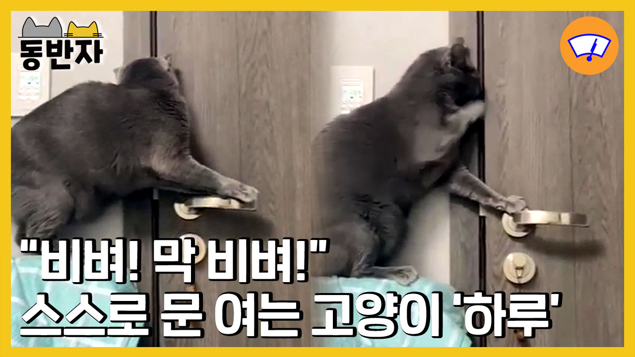 [동반자] "비벼! 막 비벼!"…스스로 문 여는 고양이 '하루'