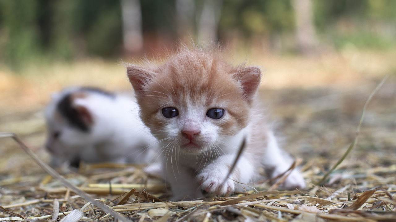 일본인, 터키서 고양이 5마리 잡아먹어..."일본 풍습" 주장