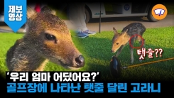 ‘엄마 어딨어요?’ 골프장에 나타난 탯줄 달린 고라니!