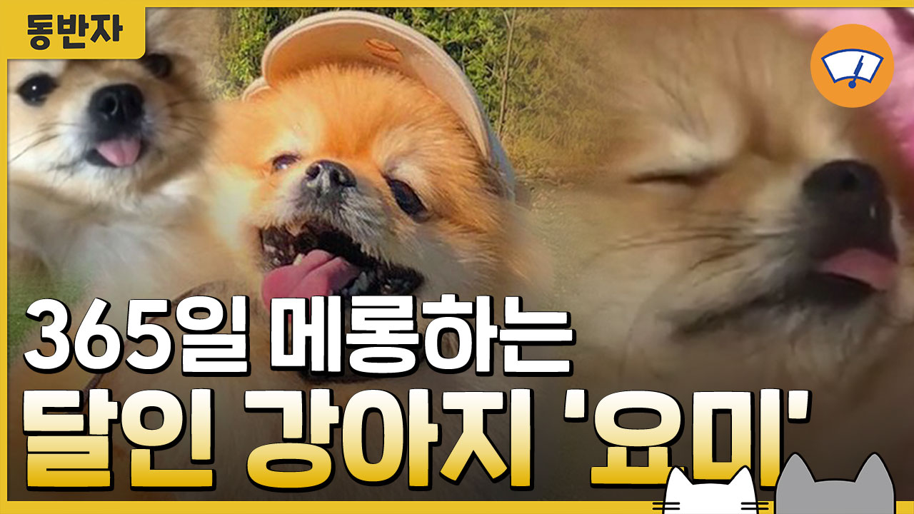 [동반자] 365일 메롱하는 달인 강아지 '요미'