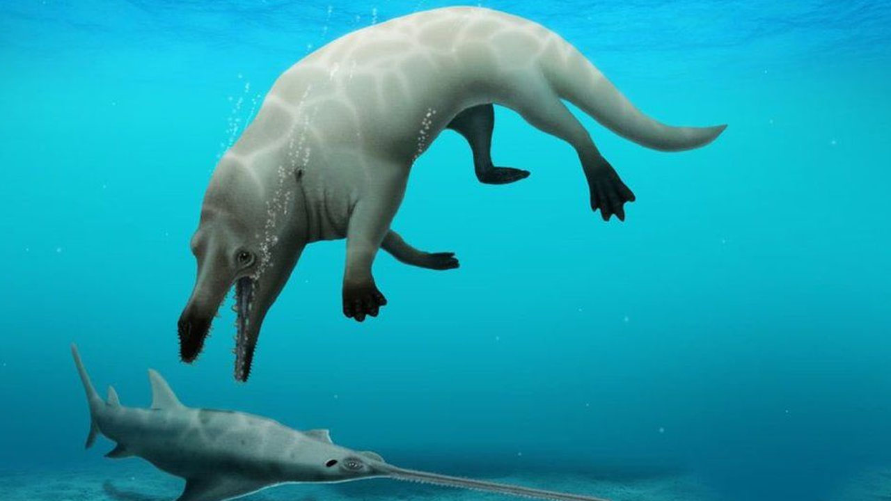 이집트서 다리 네 개 달린 4,300만년 전 고래 화석 발견