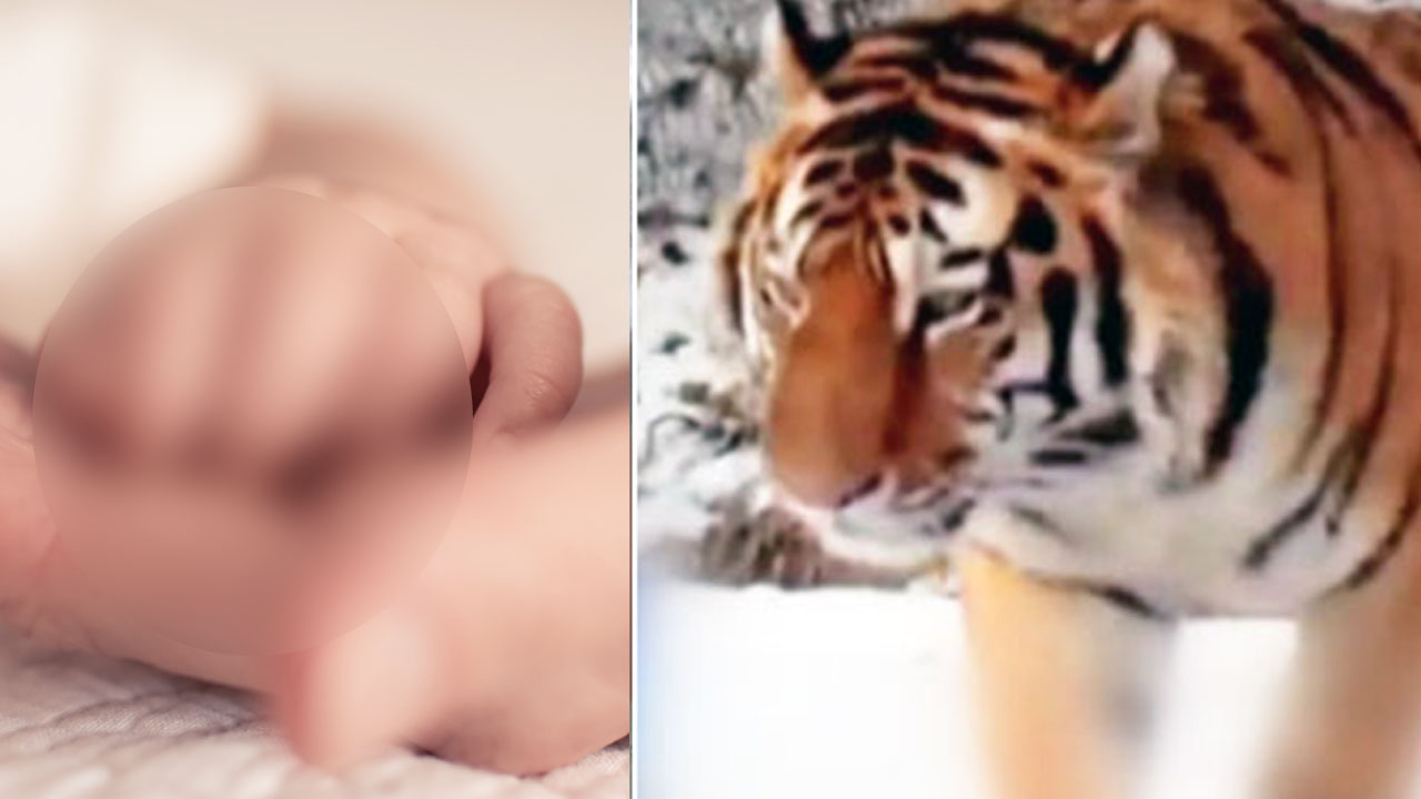 '가까이 보려다가'...14개월 아기, 동물원 호랑이에 손가락 잘려