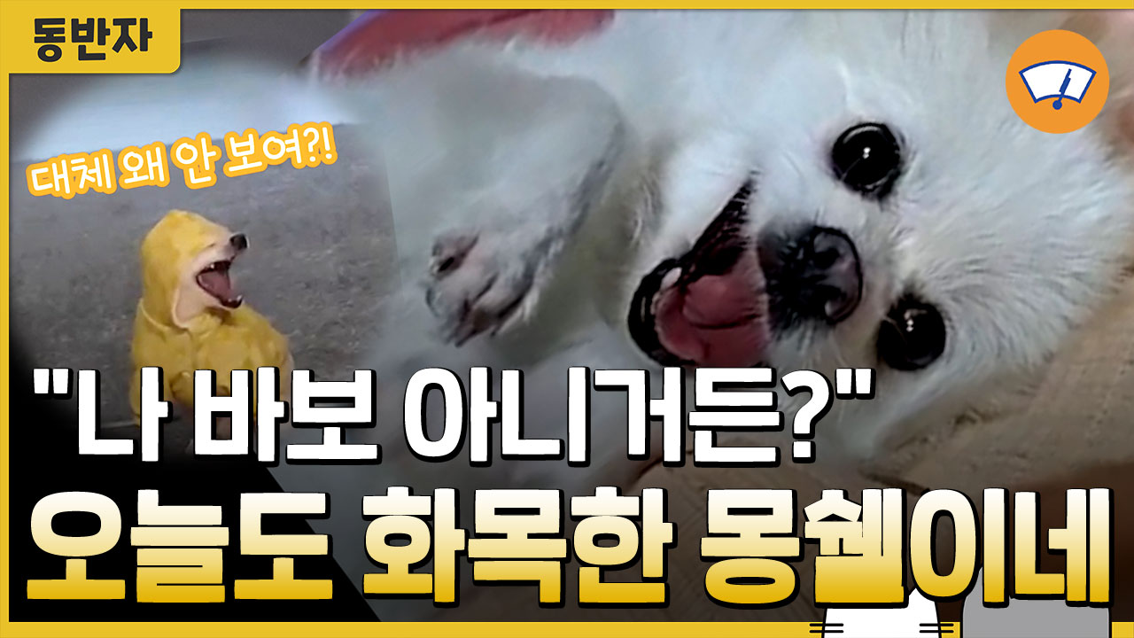 "나 바보 아니거든?" 오늘도 화목한 몽쉘이네 [동반자]