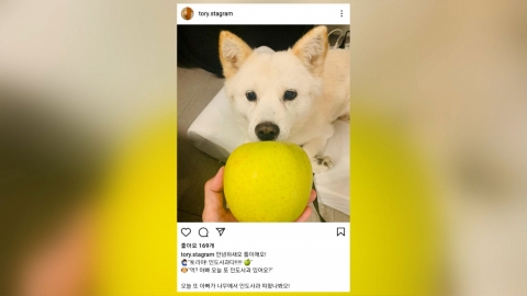 전두환 옹호 사과한 尹...이번엔 '개에게 사과 주는 사진' 파문