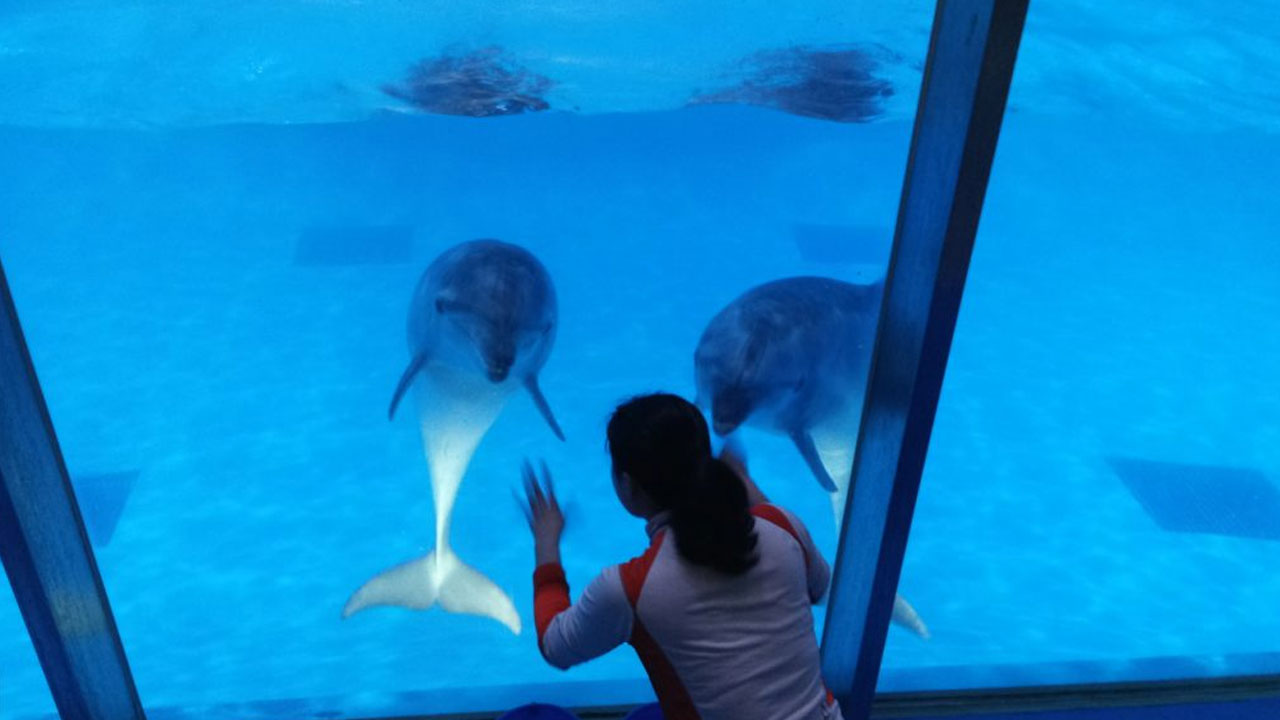 "바다로 가자" 우리나라 돌고래 감금 시설 6곳에 갇힌 돌고래 22마리