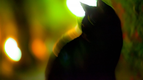 육군 취사병들이 고양이 잔혹 학대...부대 "관련자 전원 징계 조치"