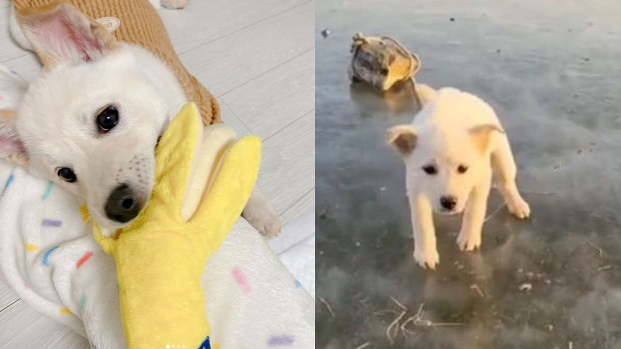 "새 주인 찾아요" 돌덩이에 묶여 언 강에 버려진 강아지 근황