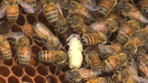 충북 양봉 농가 10곳 가운데 3곳 '꿀벌 실종' 피해