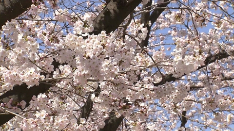 올봄도 3월 하순부터 벚꽃…예년보다 일주일 빨라
