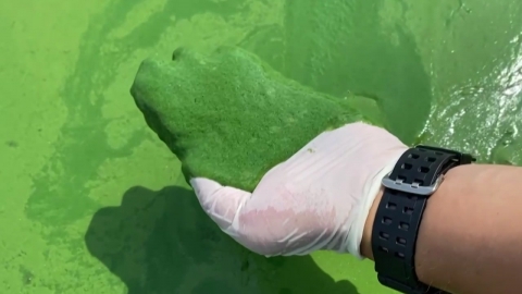 환경단체 "낙동강 쌀에서 독성 녹조 검출"...대책 필요