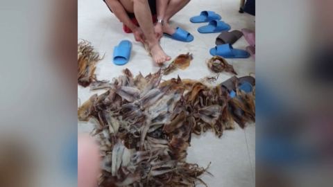 포항시 "맨발 오징어 영상...외국인 선원이 숙소서 촬영"