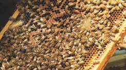 꿀벌 실종 사건...'유전자 개량 벌'로 이겨낸다