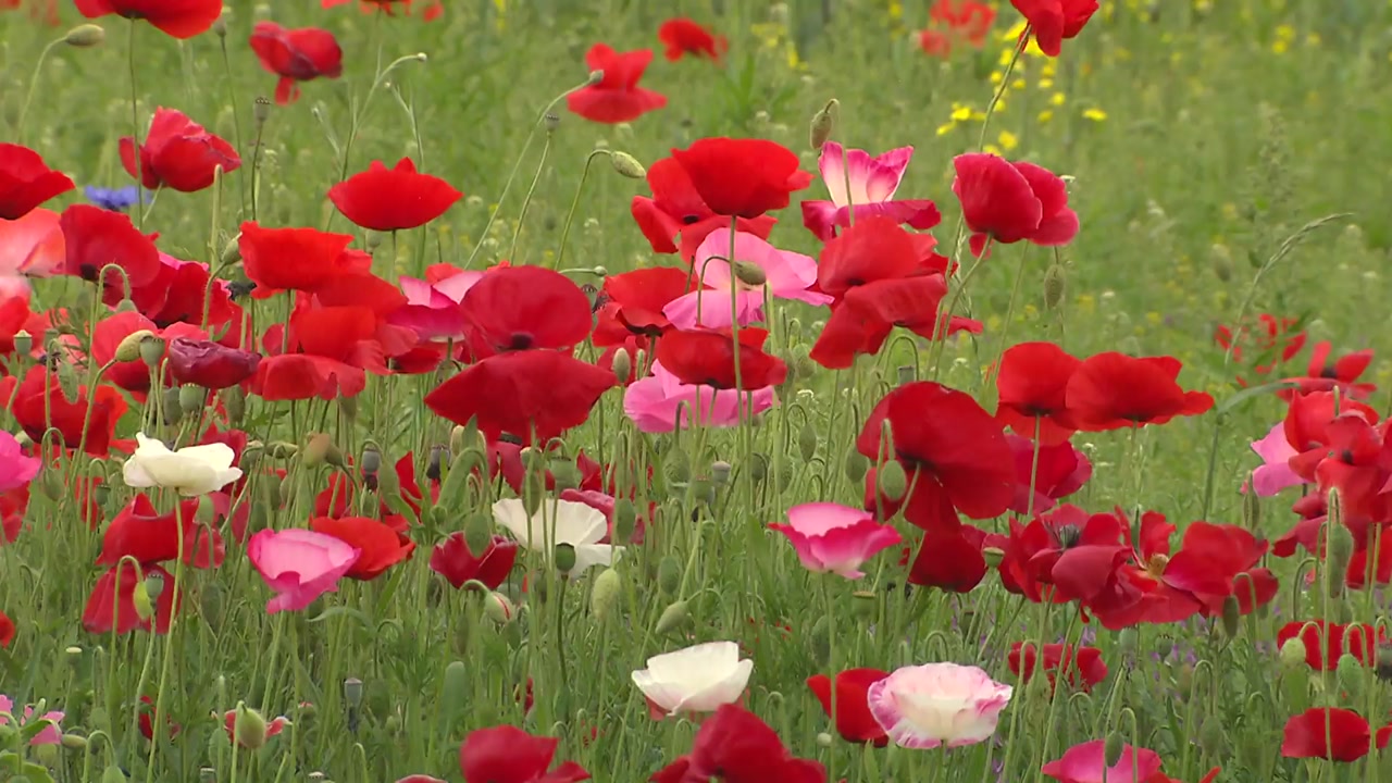 '1억 송이' 붉은 꽃양귀비 들판...오는 22일까지 개방