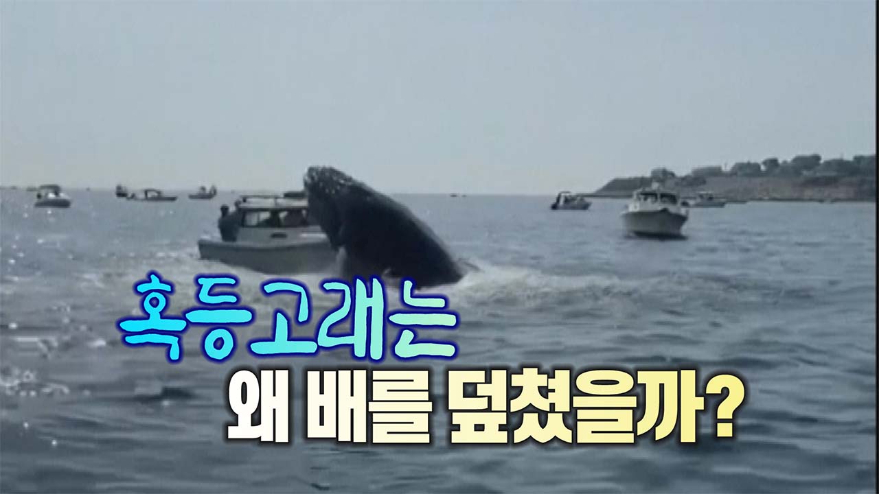 [세상만사] 작은 선박을 덮친 무게 40톤 짜리 혹등고래