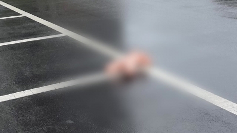 떨어진 '리얼돌'에 차량 파손...DNA 분석의뢰