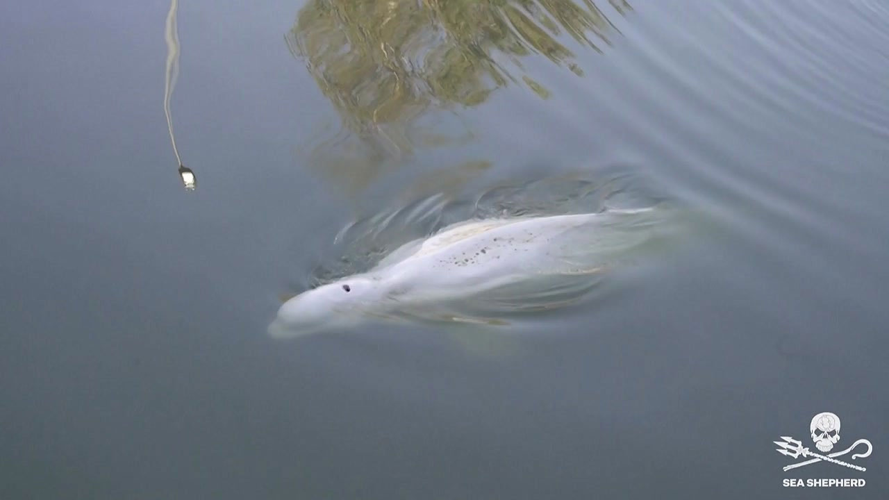 3천km 떨어진 센강까지 흘러온 흰고래...'식음전폐'하며 죽어가