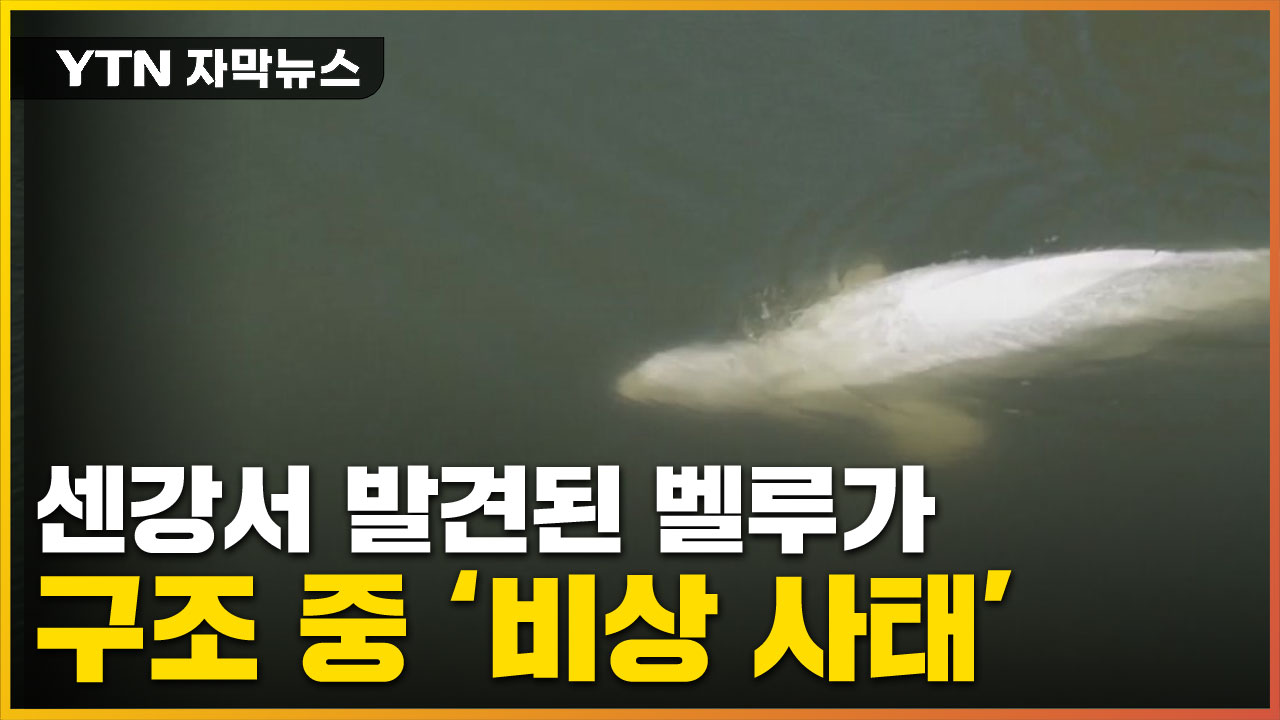 [자막뉴스] 프랑스 노력에도...흰고래 벨루가의 비극