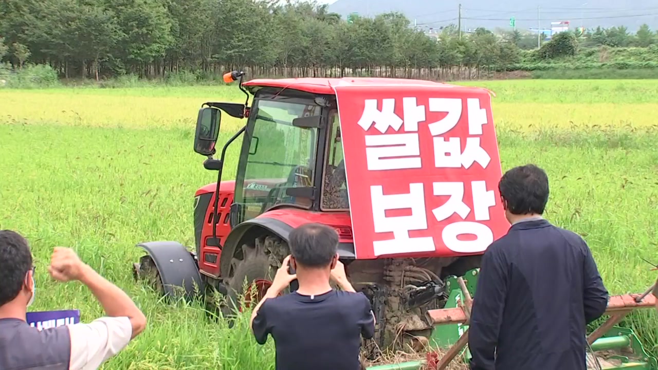 쌀 가격 폭락에 논 갈아엎은 농민들..."대책 마련해야"