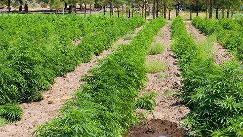 "대마의 이산화탄소 흡수 능력, 나무의 2배...기후변화 대처에 주목"