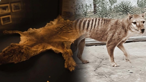 85년 전 사라진 태즈메이니아 호랑이 가죽 박물관 방치