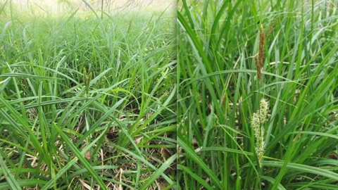 여러해살이풀 '삿갓사초'로 탈모약 만든다