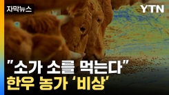 [자막뉴스] "소가 소를 먹는다"...한우 농가 '비상' 걸렸다