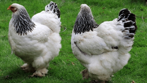 영국 60대 남성, 자택서 숨져...알고보니 키우던 닭에 '피습'