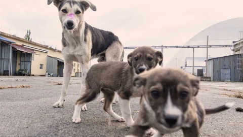 핵재앙 이후 37년...'체르노빌 떠돌이 개들' 피폭영향 연구 시동
