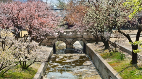 궁궐·왕릉에 꽃이 활짝 핀다…봄꽃 산책로 명소는?