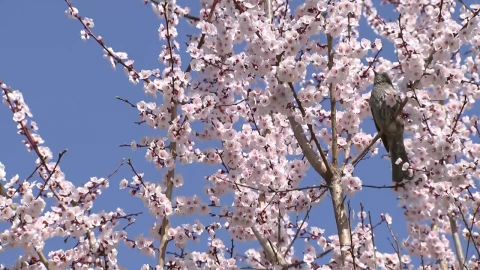 [날씨] 서울도 벚꽃 개화...윤중로 상황은?