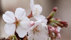 [더뉴스] 벚꽃 명소 벚나무는 일본산..."제주 왕벚나무 알려야"