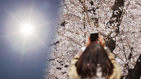 이른 벚꽃 개화의 이면…1.5℃의 경고