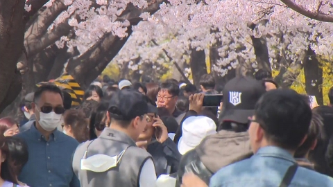 도심 곳곳에 활짝 핀 '이른 벚꽃'…"봄기운 만끽해요"